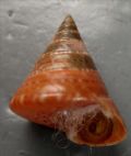 Calliostoma dubium